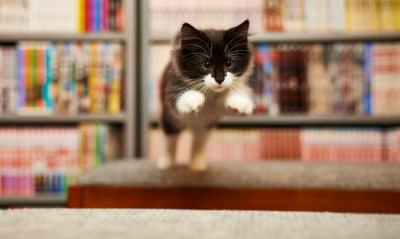 котенок, книги