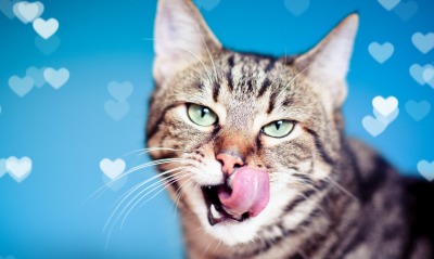 кошка, язык