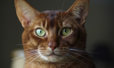 кот, зеленые глаза