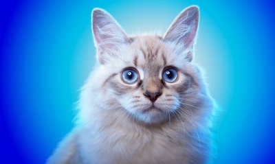 кот голубые глаза шерсть