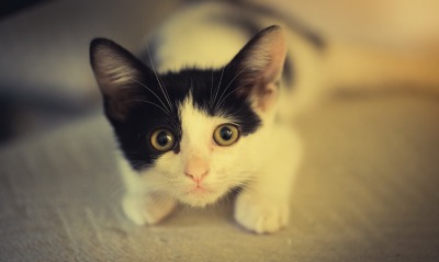 черно-белый котенок, мордочка