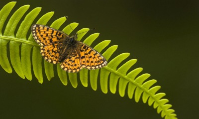 бабочка, папоротник