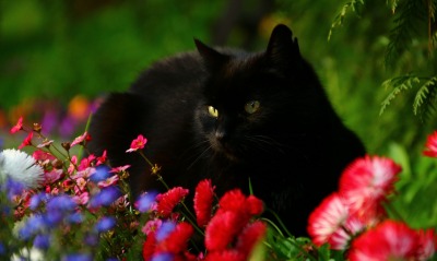 черная кошка, цветы