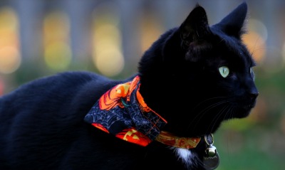 черный кот, повязка