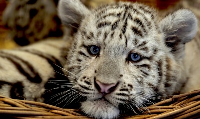 белый тигр, взгляд