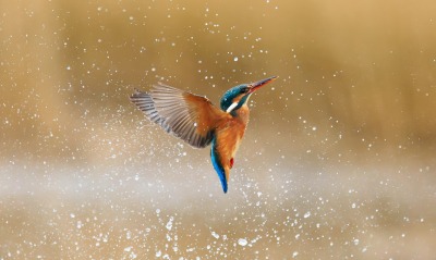 птичка брызги воды