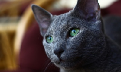 серый кот, зеленые глаза