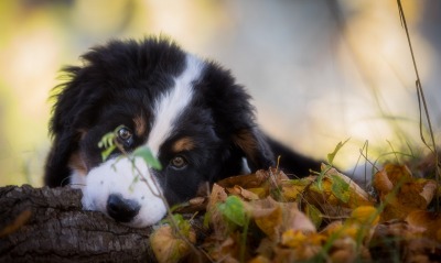 собака, листва