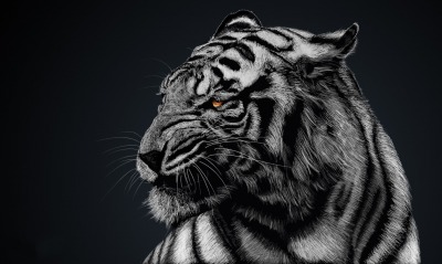 белый тигр, черный фон