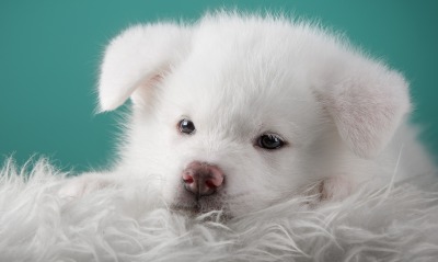белый щенок, плед