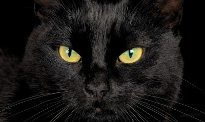 черная кошка, глаза