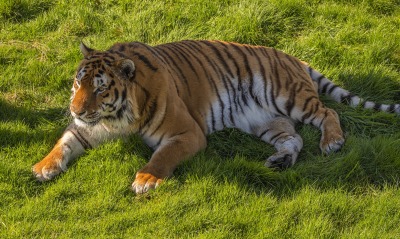 тигр, хищник