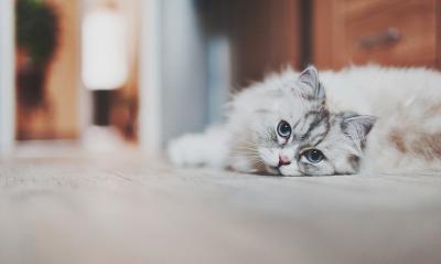 кошка, голубые глаза