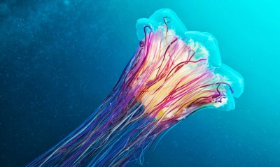 медуза, приморье