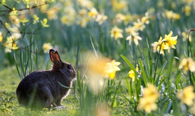 кролик, цветы