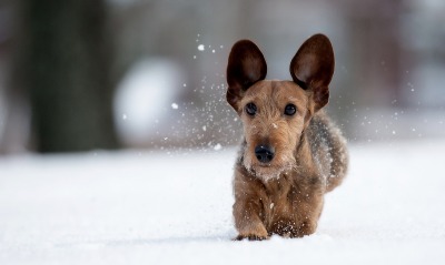 собачка, снег