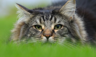 кошка, трава