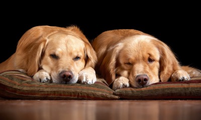 собаки, подушки