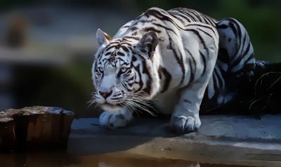 белый тигр, рисунок