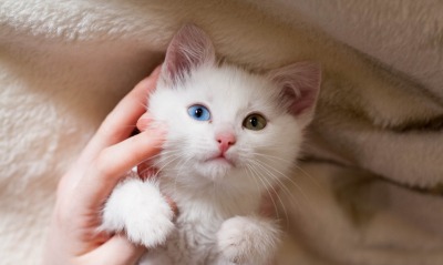 котенок, разноцветные глаза