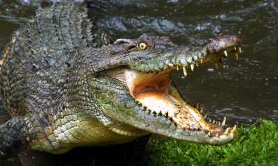крокодил, пасть