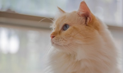 кот, бело-рыжий
