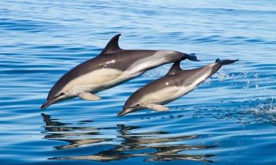 дельфины, прыжок