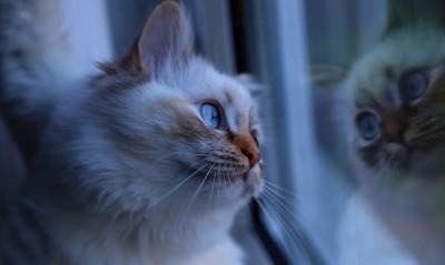 кот, окно