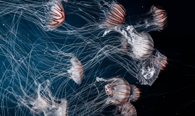 медузы, глубины
