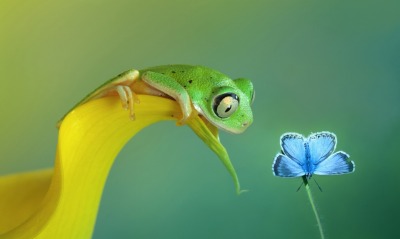 лягушка бабочка цветок