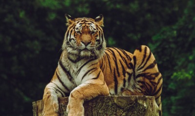 тигр, амурский