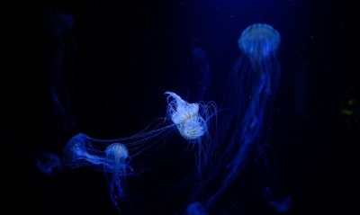 медузы, свечение