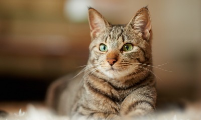 кошка полосатая зеленые глаза