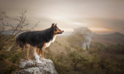 собака, горы