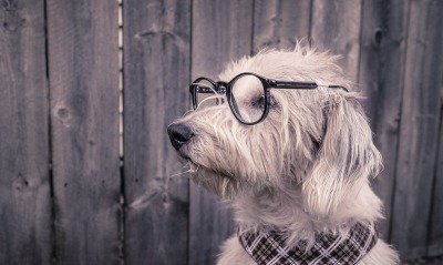 собака, очки