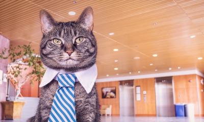 кот, галстук
