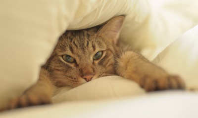 кот, одеяло