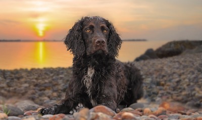 собака, пляж