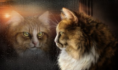 кошка, отражение