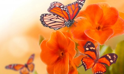 бабочки, цветы