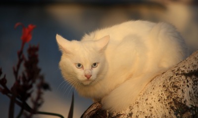 белая кошка, взгляд