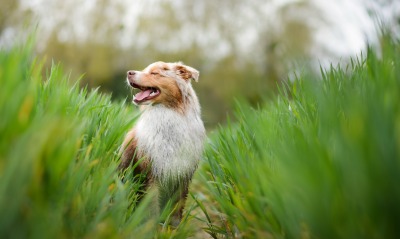 собака, трава