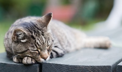 спящий кот лавочка доски