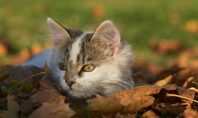 котенок, листья