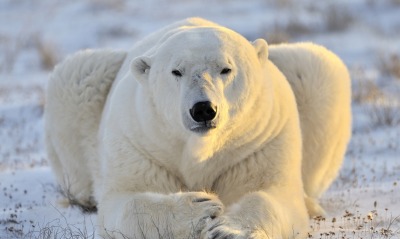 белый медведь, снег