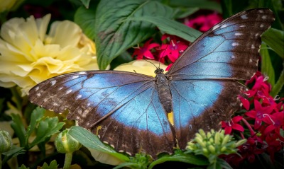 бабочка, черно-синяя