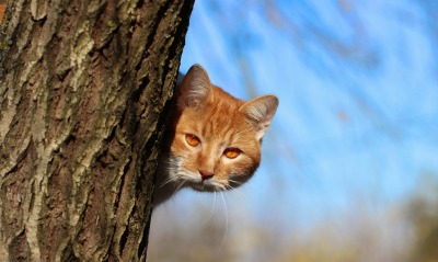 кот рыжий дерево коора