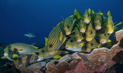 рыбы косяк желто-синие