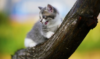 котенок, дерево