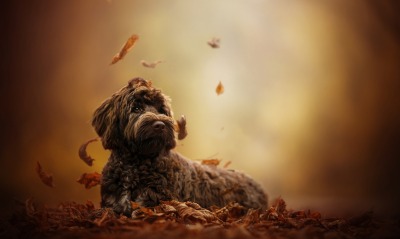 собака, листья